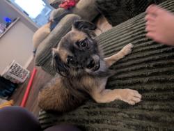 Found/Stray Male Dog last seen Starcrest and 410, San Antonio, TX 78217
