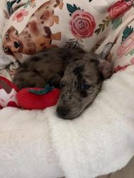 Reunited Female Dog last seen Emelita and sycamore, Mesa, AZ 85202