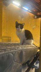 Lost Female Cat last seen Rua Emílio Cardoso Aires, Tupi, MG 31844-090
