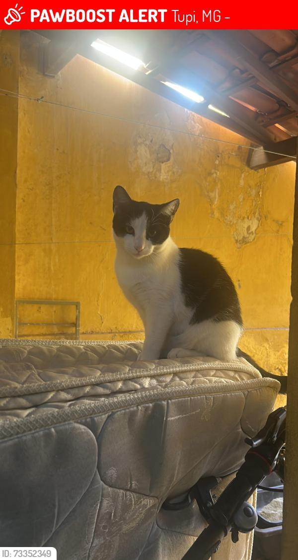 Lost Female Cat last seen Rua Emílio Cardoso Aires, Tupi, MG 31844-090