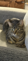 Reunited Female Cat last seen Coverton Mews and Coverton Close, Calgary, AB T3K 4R6