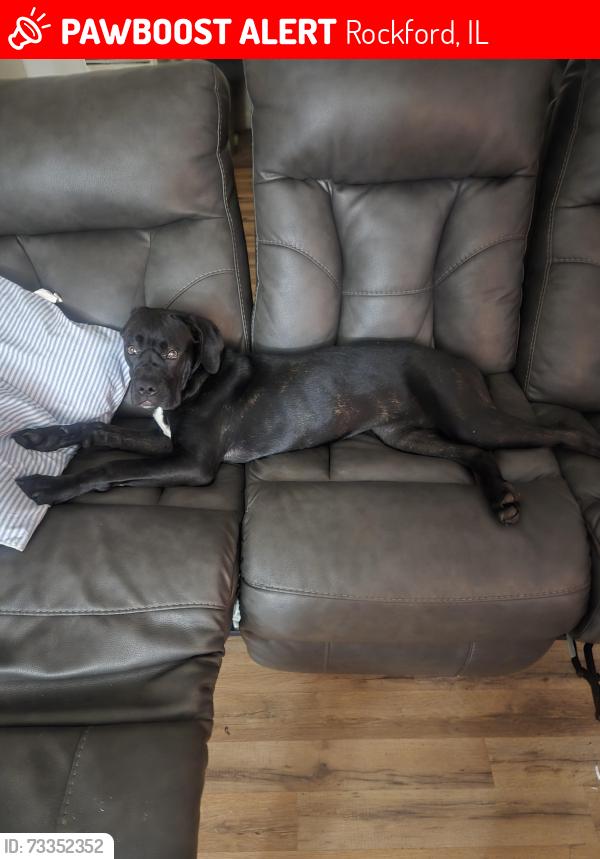 Lost Female Dog last seen 20th st and Wesleyan, Rockford, IL 61108