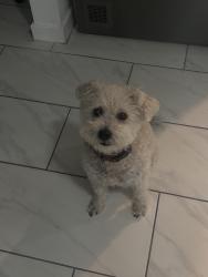 Reunited Male Dog last seen Near N 71st Ave, Glendale, AZ 85303, USA, Glendale, AZ 85303