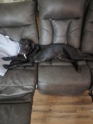 Lost Female Dog last seen 20th st and Wesleyan, Rockford, IL 61108
