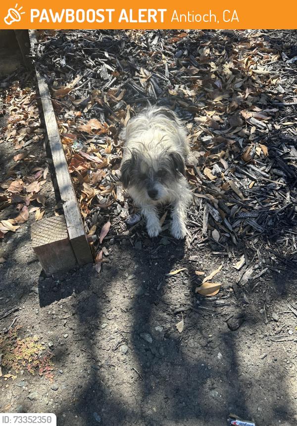 Found/Stray Female Dog last seen Gentry town, Antioch, CA 94509