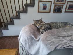 Reunited Male Cat last seen Illiff and Chambers, Aurora, CO 80014