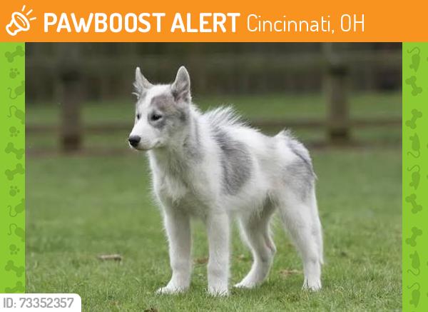 Found/Stray Unknown Dog last seen City bbq, Cincinnati, OH 45231