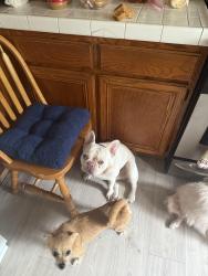Reunited Male Dog last seen Jurupa and Juniper, Fontana, CA 92337