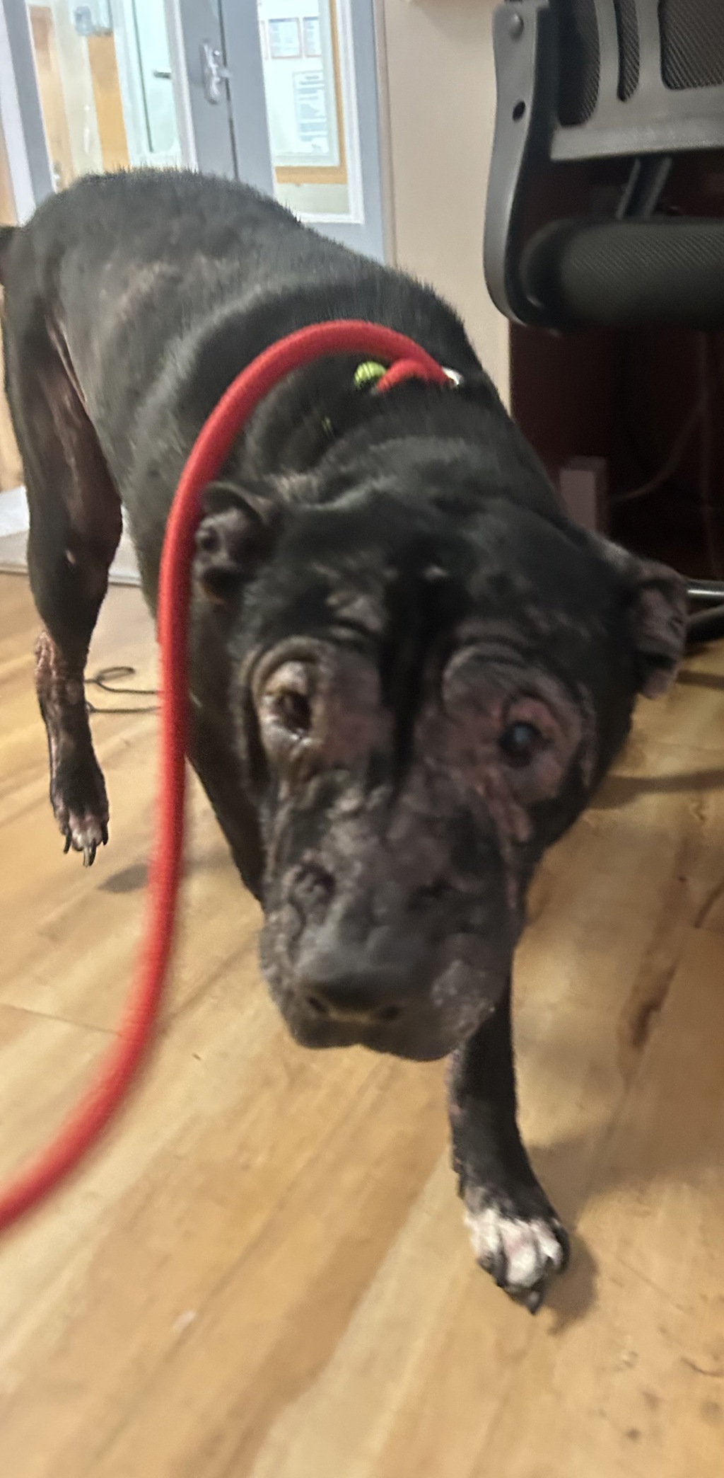 Shelter Stray Female Dog last seen Tracyton Boulevard NW, SILVERDALE, WA, 98383, 9167 Dickey Rd NW, Silverdale, WA 98383, USA