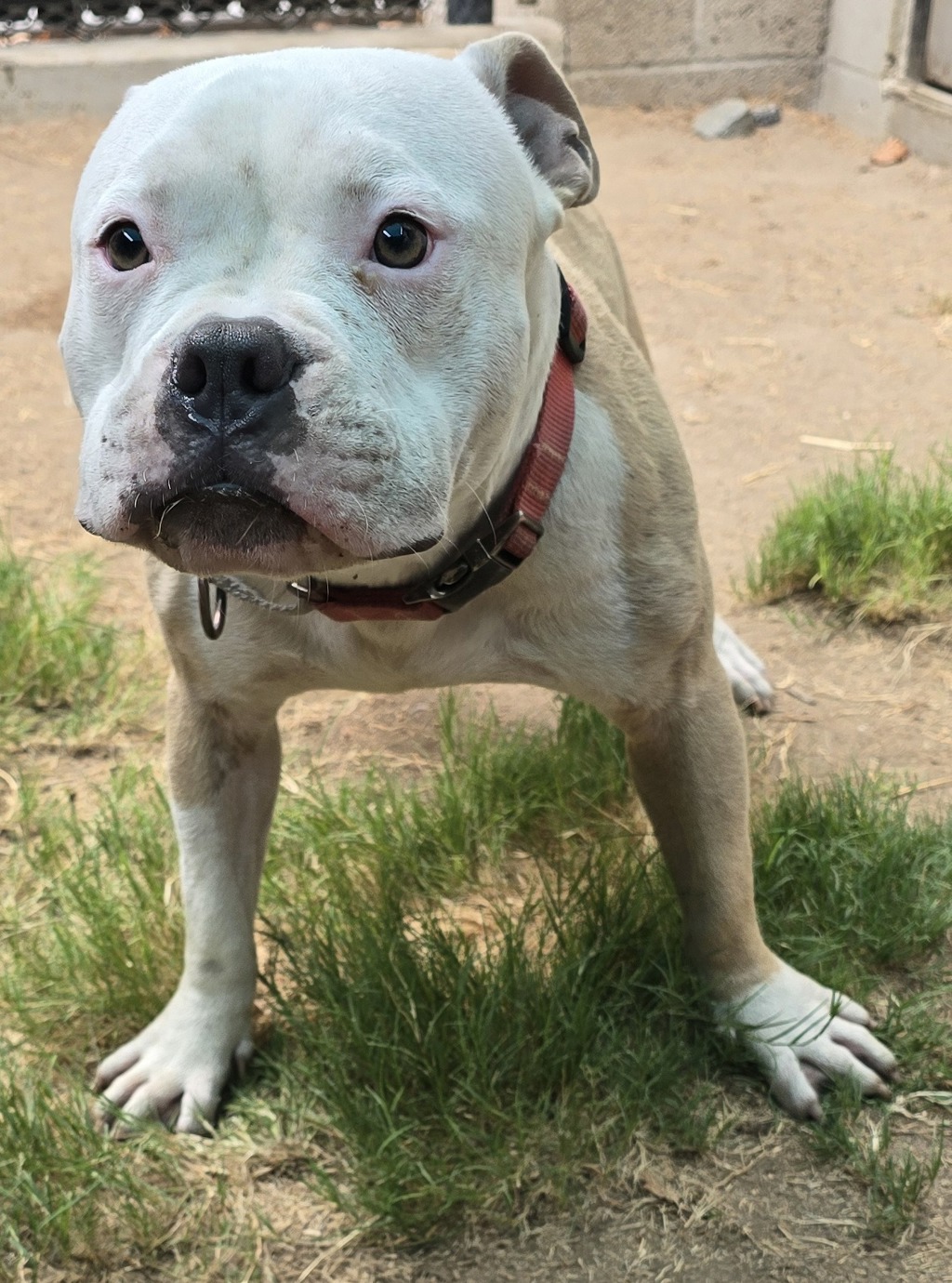 Shelter Stray Male Dog last seen Near E Main Street, El Cajon, CA, 92021, El Cajon, CA 92020, USA