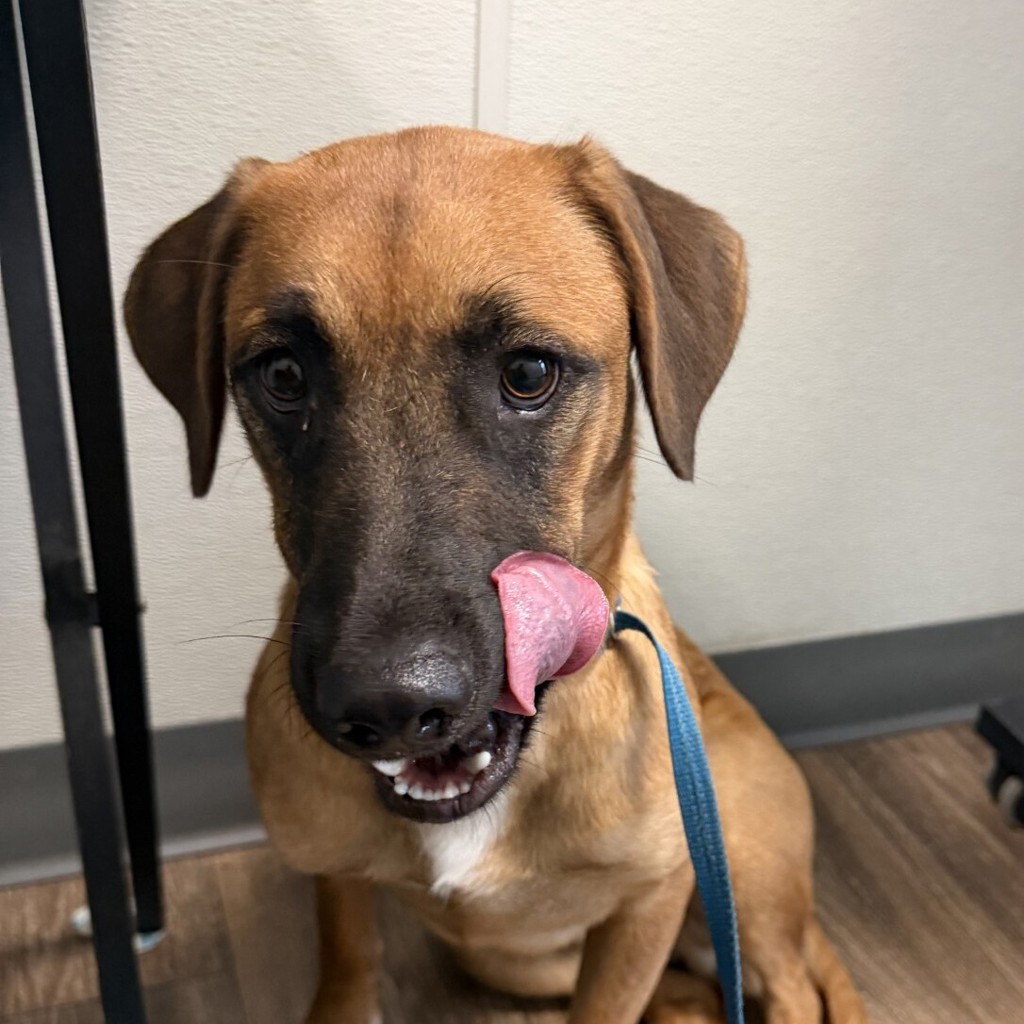 Shelter Stray Male Dog last seen Fiesta Island, San Diego, CA, 92109, 5500 Gaines St, San Diego, CA 92110, USA