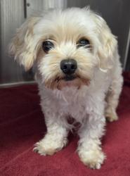 Shelter Stray Male Dog last seen Applewood Drive, El Cajon, CA, 92021, El Cajon, CA 92020, USA