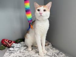 Shelter Stray Male Cat last seen Riverside Drive, NEW YORK, NY, 10040, 326 E 110th St, New York, NY 10029, USA