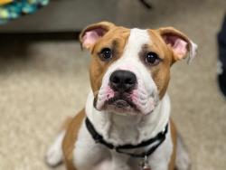 Shelter Stray Male Dog last seen NEW YORK, NY, 10029, 326 E 110th St, New York, NY 10029, USA