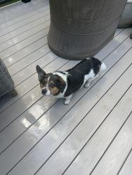 Lost Male Dog last seen Bald hill road, Leesburg, VA 20176