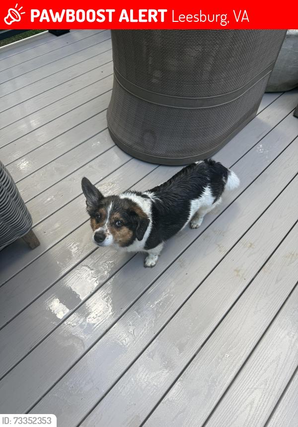 Lost Male Dog last seen Bald hill road, Leesburg, VA 20176