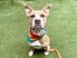 Shelter Stray Male Dog last seen NEW YORK, NY, 10029, 326 E 110th St, New York, NY 10029, USA
