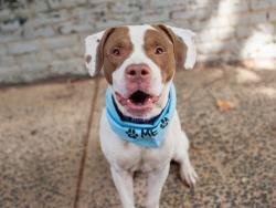 Shelter Stray Male Dog last seen Near Cross Bronx Expressway, BRONX, NY, 10457, 326 E 110th St, New York, NY 10029, USA