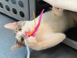 Shelter Stray Male Cat last seen E, NEW YORK, NY, 10029, 326 E 110th St, New York, NY 10029, USA