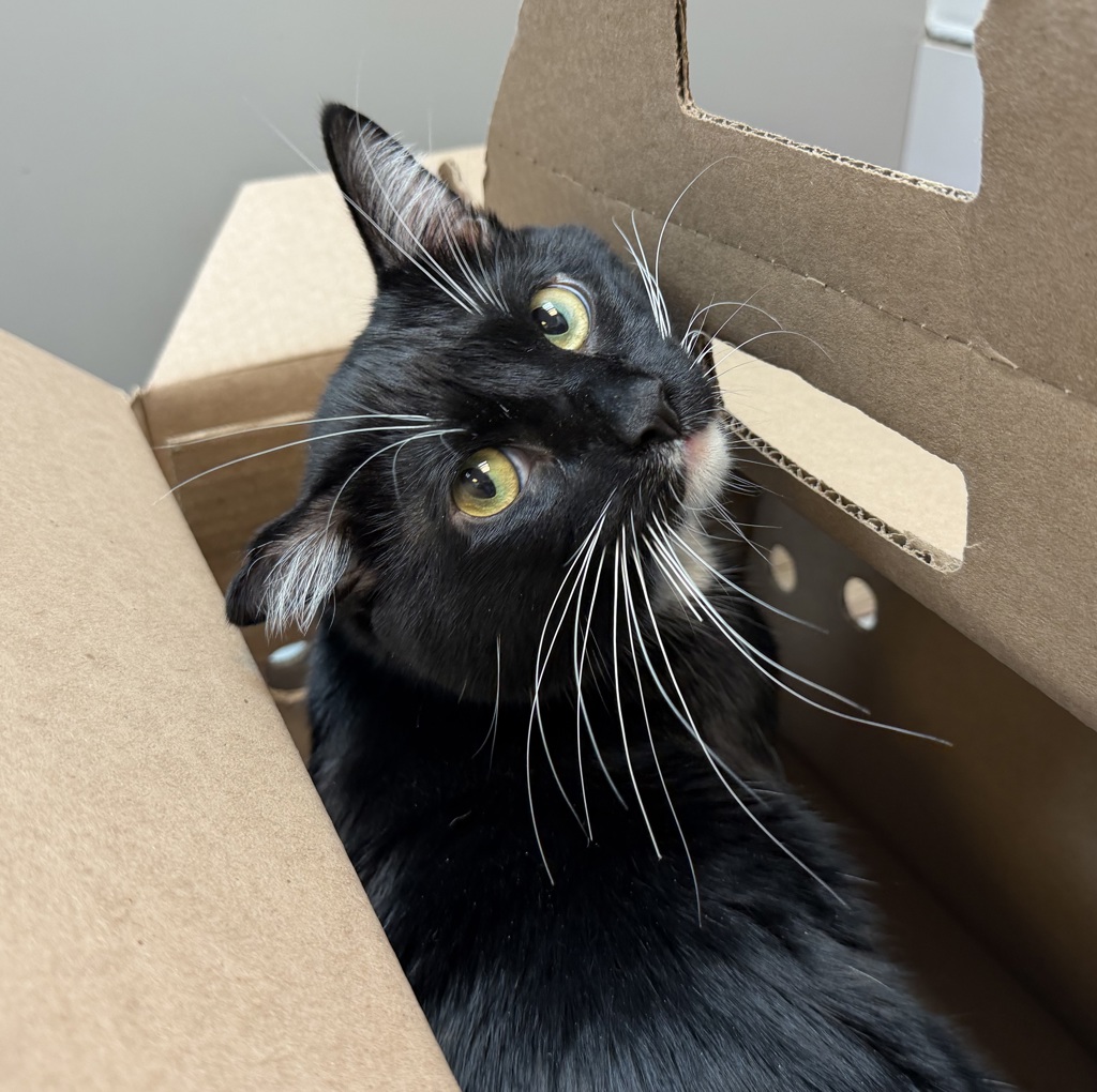 Shelter Stray Male Cat last seen Will update, NEW YORK, NY, 10029, 326 E 110th St, New York, NY 10029, USA