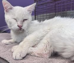 Shelter Stray Female Cat last seen Apt 11,4930 W 4865 S, Kearns Township, UT, 84118, 511 W 3900 S, Salt Lake City, UT 84123, USA