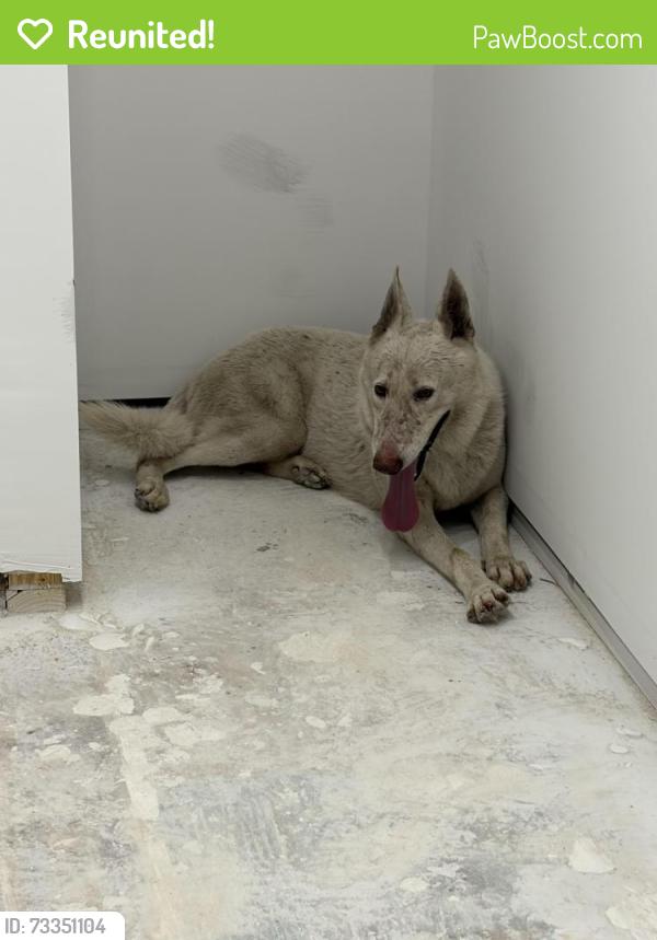 Reunited Male Dog last seen Near Ave SW 204 St, Cutler Bay FL 33189, Cutler Bay, FL 33189