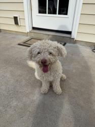 Found/Stray Female Dog last seen Ashbury Place neighborhood, Mebane, NC 27302