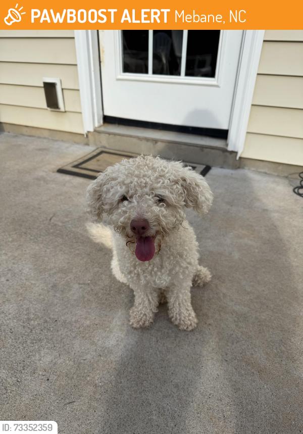 Found/Stray Female Dog last seen Ashbury Place neighborhood, Mebane, NC 27302