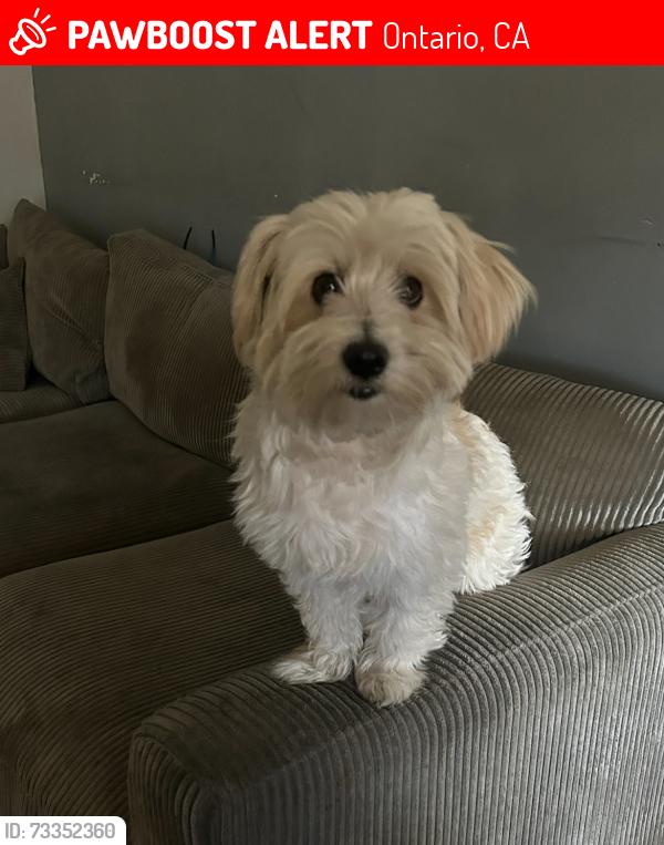 Lost Male Dog last seen Mission and Euclid - Ontario ,CA, Ontario, CA 91762