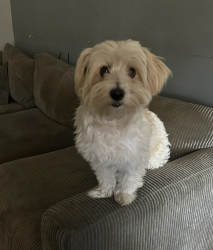 Lost Male Dog last seen Mission and Euclid - Ontario ,CA, Ontario, CA 91762