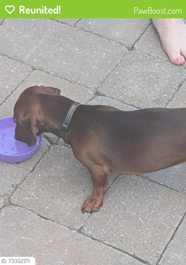 Reunited Male Dog last seen Plainfield Ave & Coit Ave, Northview, MI 49525