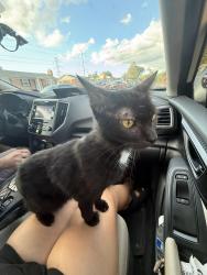 Found/Stray Unknown Cat last seen At a stop sifn, Dale City, VA 22193