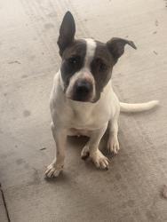 Found/Stray Male Dog last seen At Tremont church of God, Greenville County, SC 29611