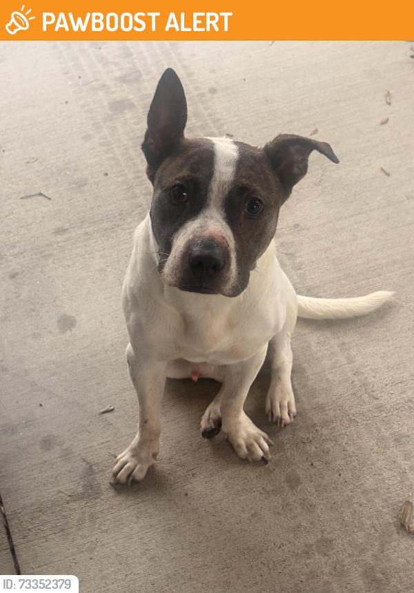 Found/Stray Male Dog last seen At Tremont church of God, Greenville County, SC 29611