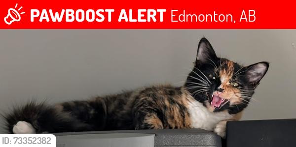 Lost Female Cat last seen South Terwillegar Blvd NW, Edmonton, AB 