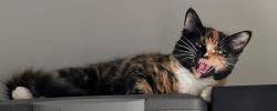 Lost Female Cat last seen South Terwillegar Blvd NW, Edmonton, AB 