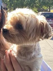 Reunited Female Dog last seen Trail Lake and Quail, Arlington, TX 76016