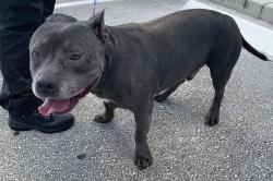 Found/Stray Unknown Dog last seen Port St. Lucie, Port St. Lucie, FL 34986