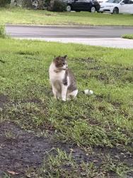 Found/Stray Unknown Cat last seen Tree in between 229 and 225, Jacksonville, FL 32259
