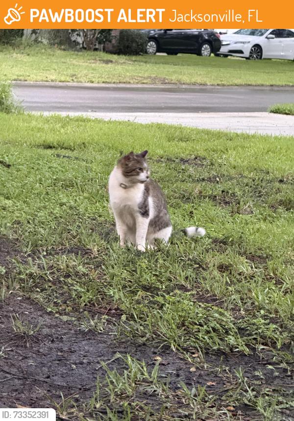 Found/Stray Unknown Cat last seen Tree in between 229 and 225, Jacksonville, FL 32259