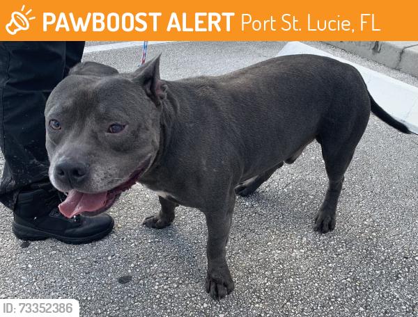 Found/Stray Unknown Dog last seen Port St. Lucie, Port St. Lucie, FL 34986