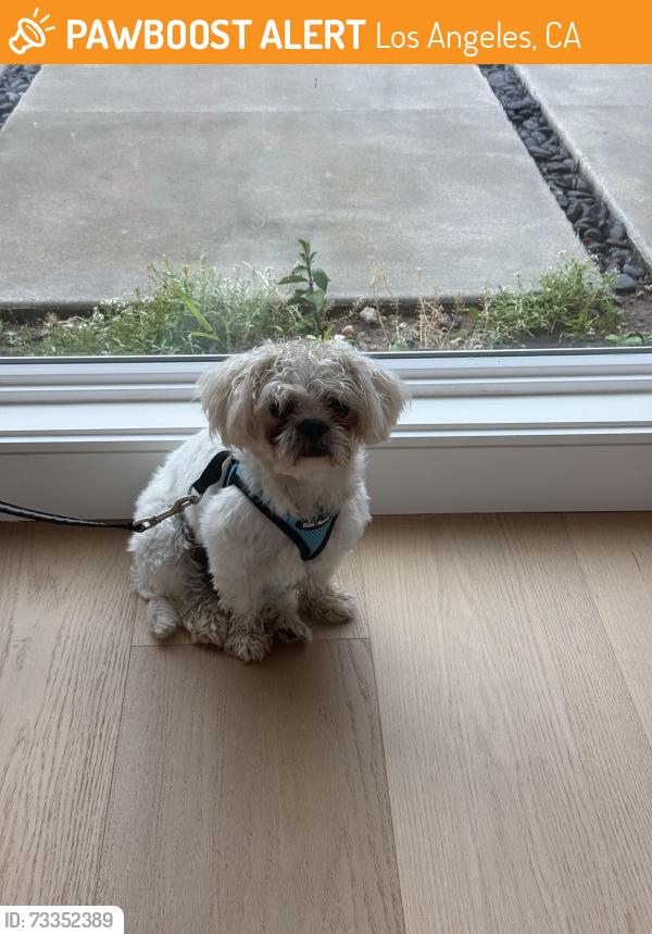 Found/Stray Male Dog last seen Bellino dr and tramonto, Los Angeles, CA 90272