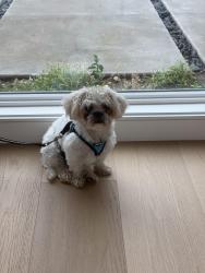 Found/Stray Male Dog last seen Bellino dr and tramonto, Los Angeles, CA 90272