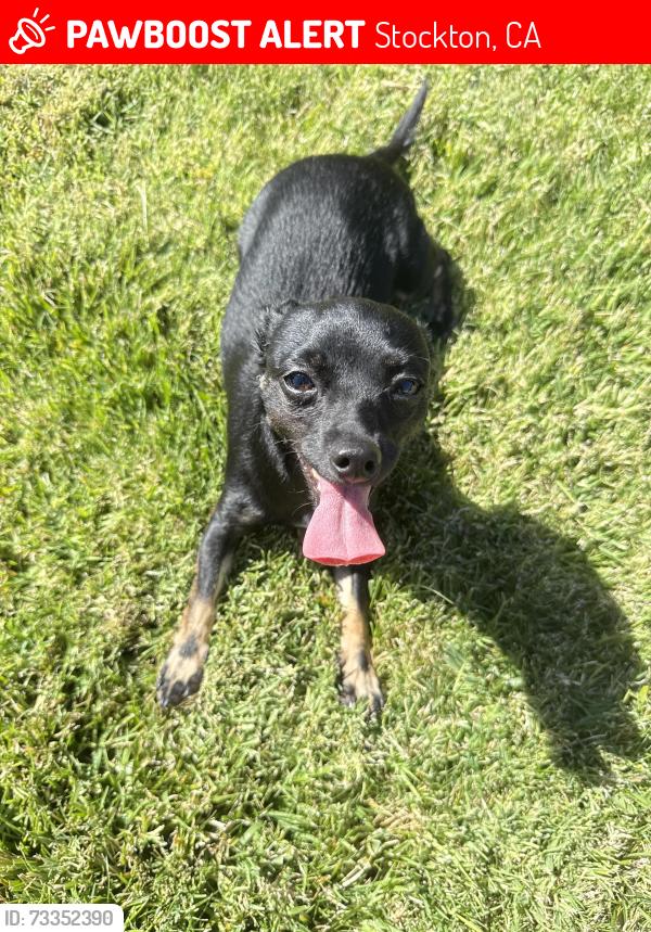 Lost Female Dog last seen Near wilderness ct, Stockton, CA 95219