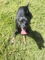 Lost Female Dog last seen Near wilderness ct, Stockton, CA 95219