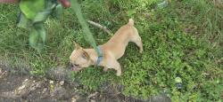 Reunited Male Dog last seen Hazelwood Street off of Porter Road, Conroe, TX 77301