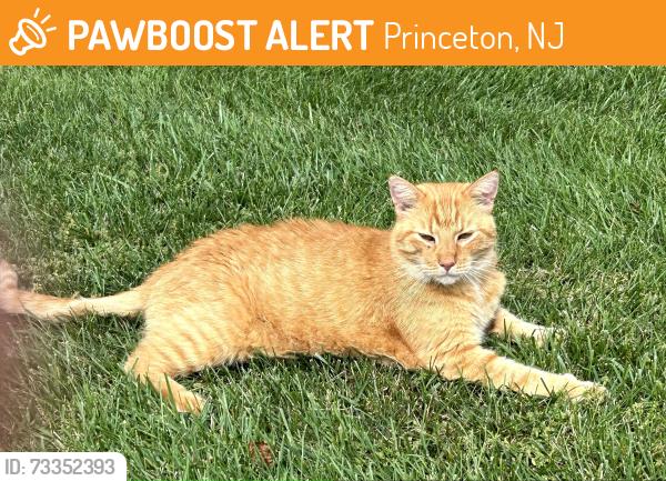 Found/Stray Unknown Cat last seen Found around Hedge Row Lane in Princeton Windrows, Princeton, NJ 08540