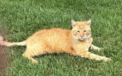 Found/Stray Unknown Cat last seen Found around Hedge Row Lane in Princeton Windrows, Princeton, NJ 08540