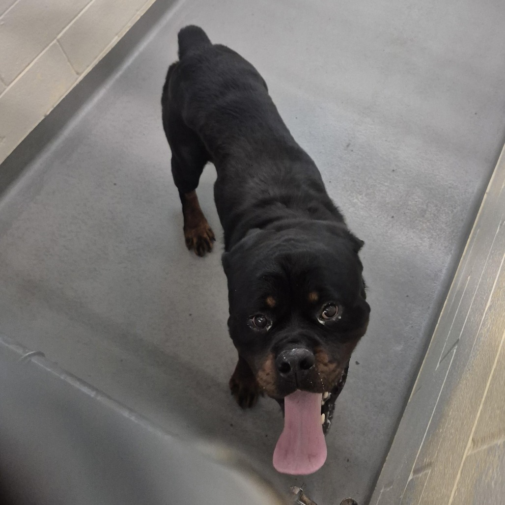 Shelter Stray Unknown Dog last seen , 2608 Center St, Tacoma, WA 98409, USA