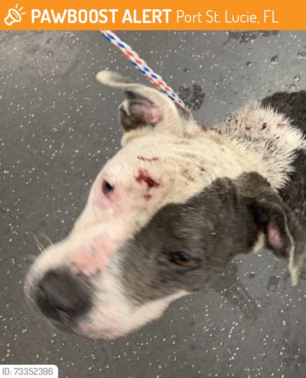 Found/Stray Unknown Dog last seen Port St. Lucie, Port St. Lucie, FL 34986